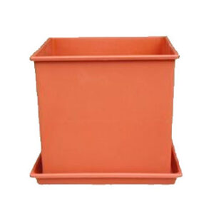 Cubos